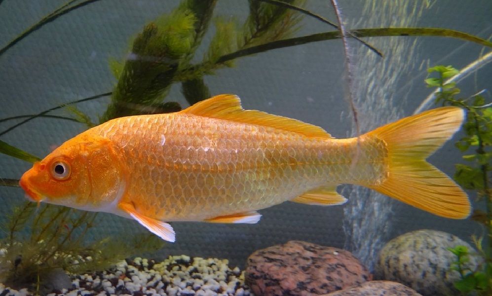Ikan Arsik