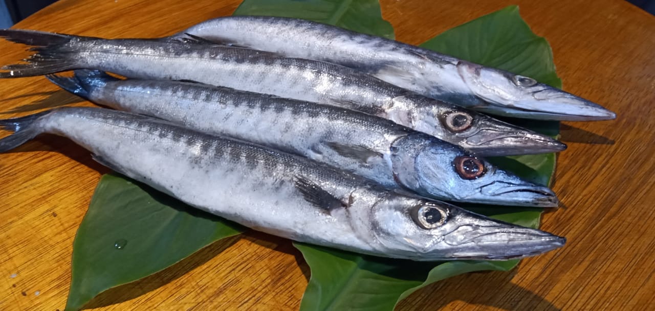 5 Teknik Cara Memancing Ikan Cucut Untuk Pemula