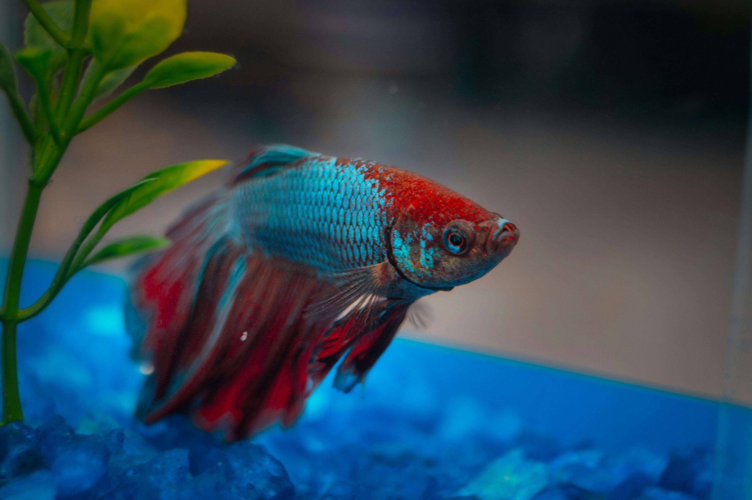 8 Jenis Cara Membedakan Ikan Cupang Jantan Dan Betina