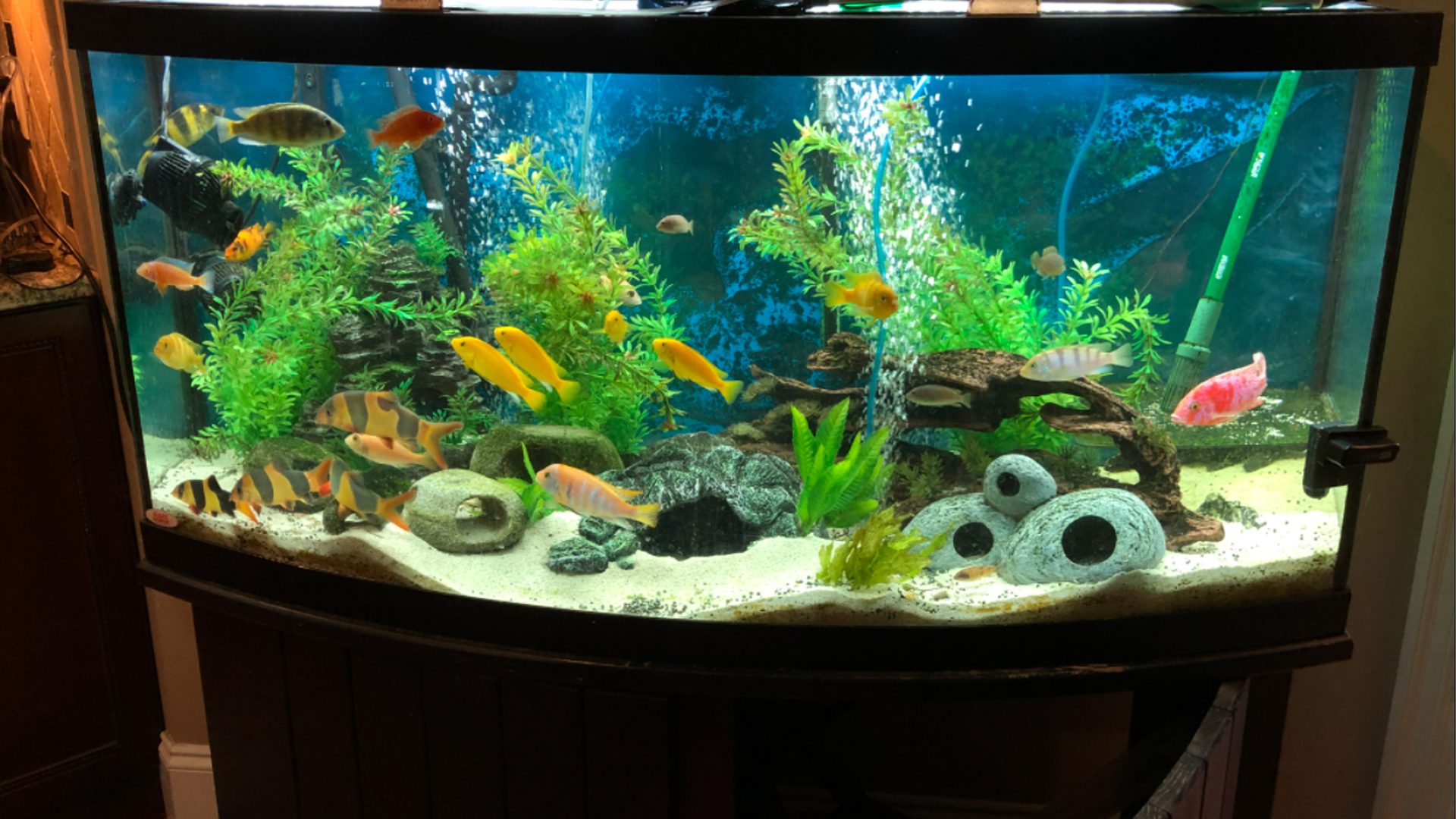 8 Jenis Ikan Hias Laut Yang Mudah Dirawat Di Rumah