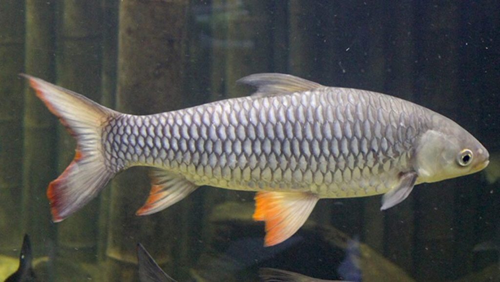 Ikan Jelawat