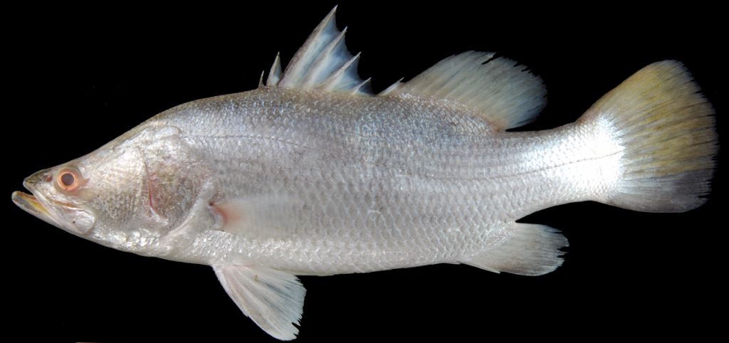 Ikan Kakap Putih
