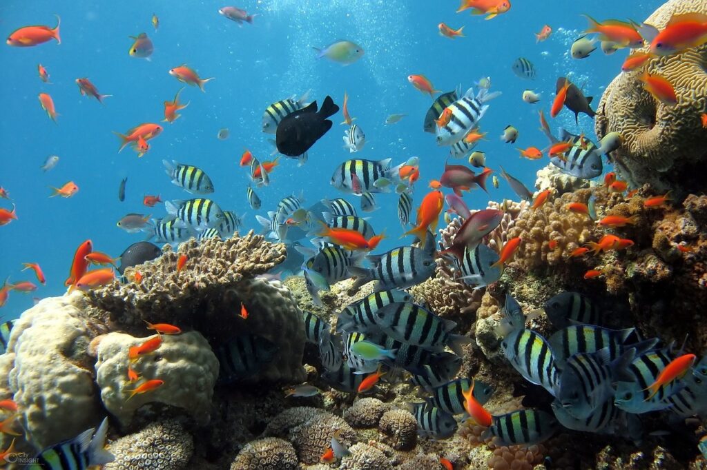 Ikan Karang