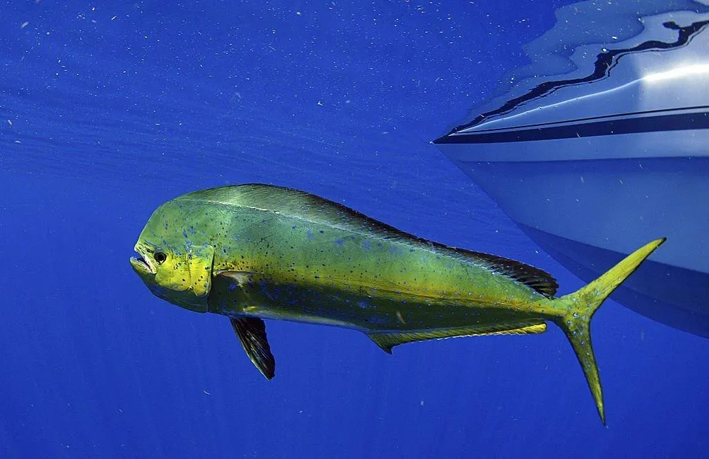 Ikan Lemadang