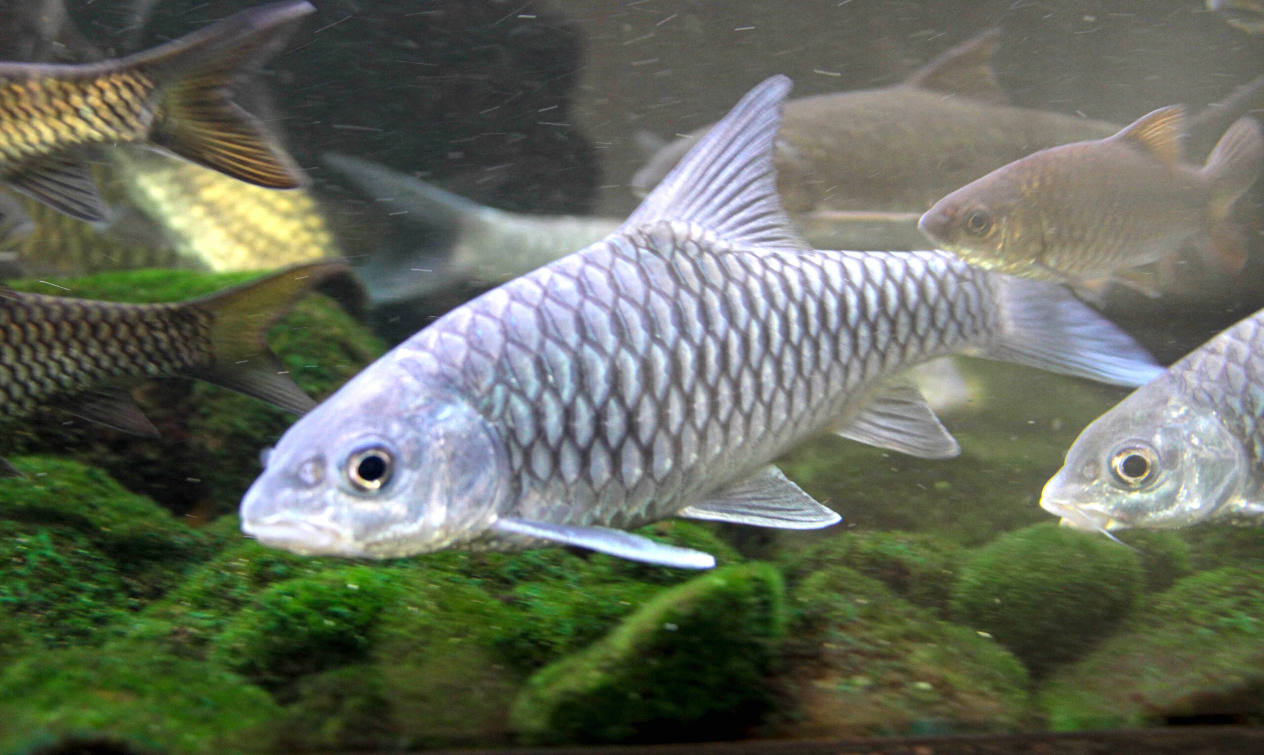 Inilah 4 Ciri-Ciri Ikan Mahseer Yang Wajib Kalian Kenali