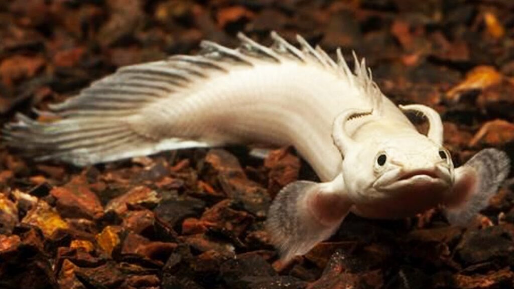 Ikan Naga