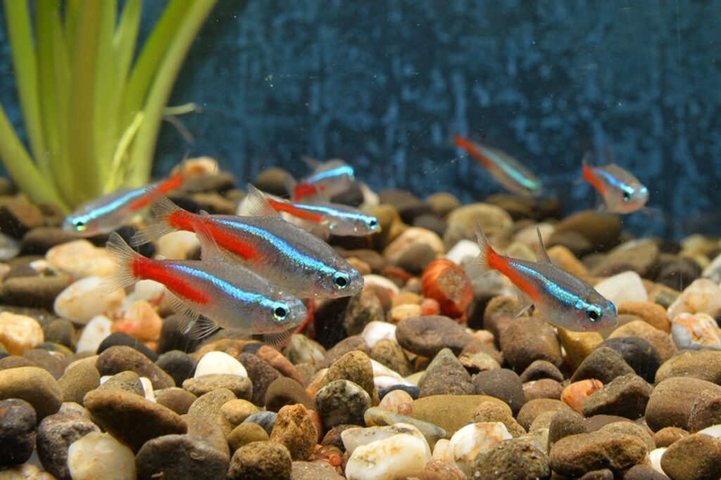 Ikan Neon Tetra