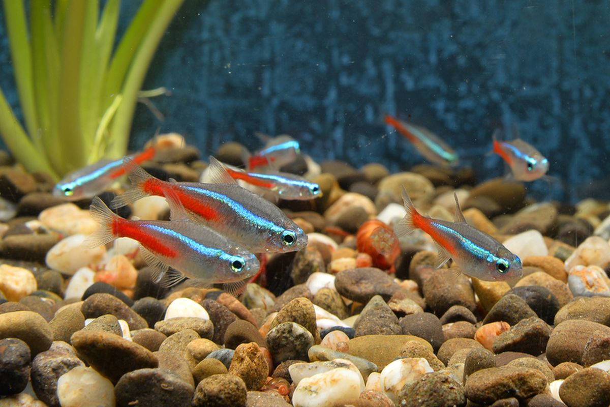 Mengenal 4 Jenis Ikan Neon Tetra Yang Wajib Dikenal