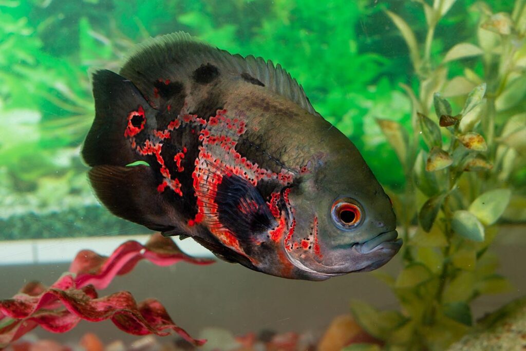 Ikan Predator