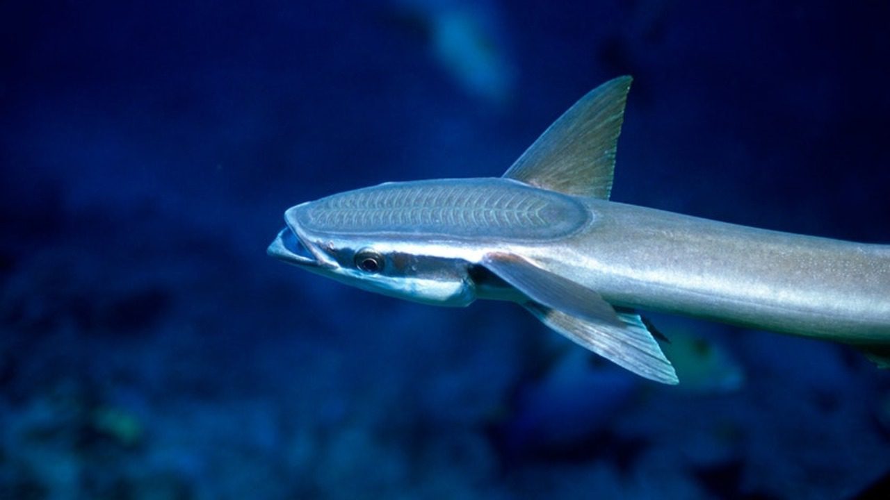 Inilah 4 Ciri-Ciri Ikan Remora Yang Wajib Kalian Kenali