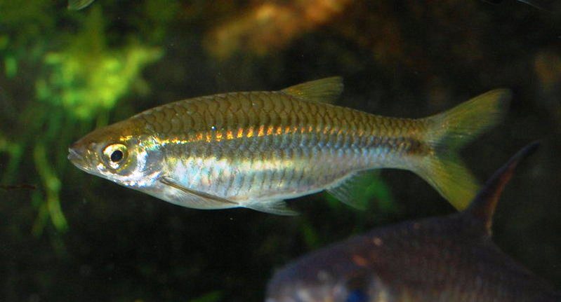 Ikan Seluang
