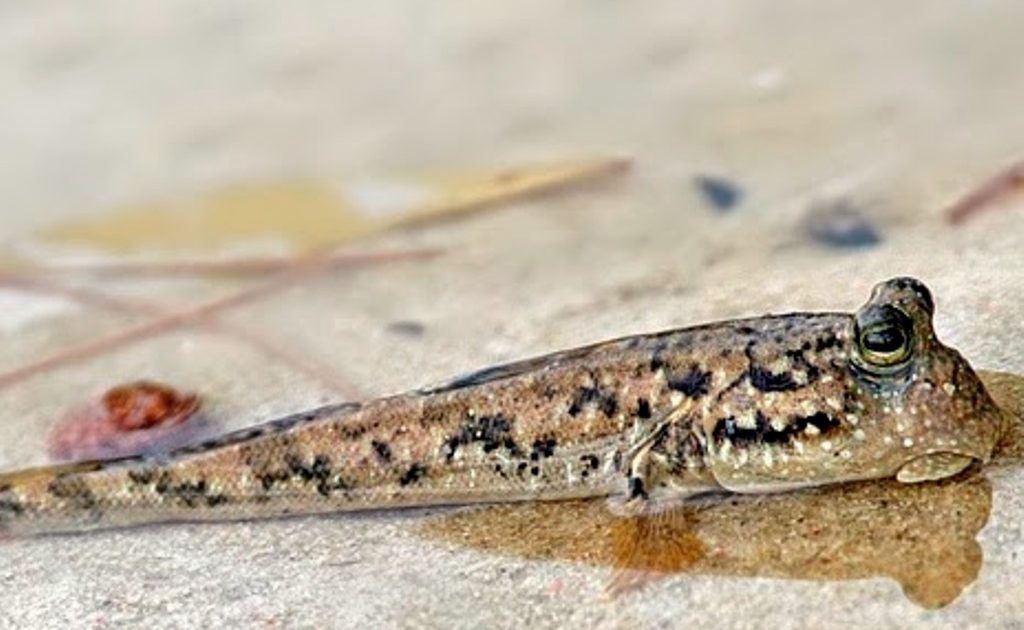 Ikan Tembakul