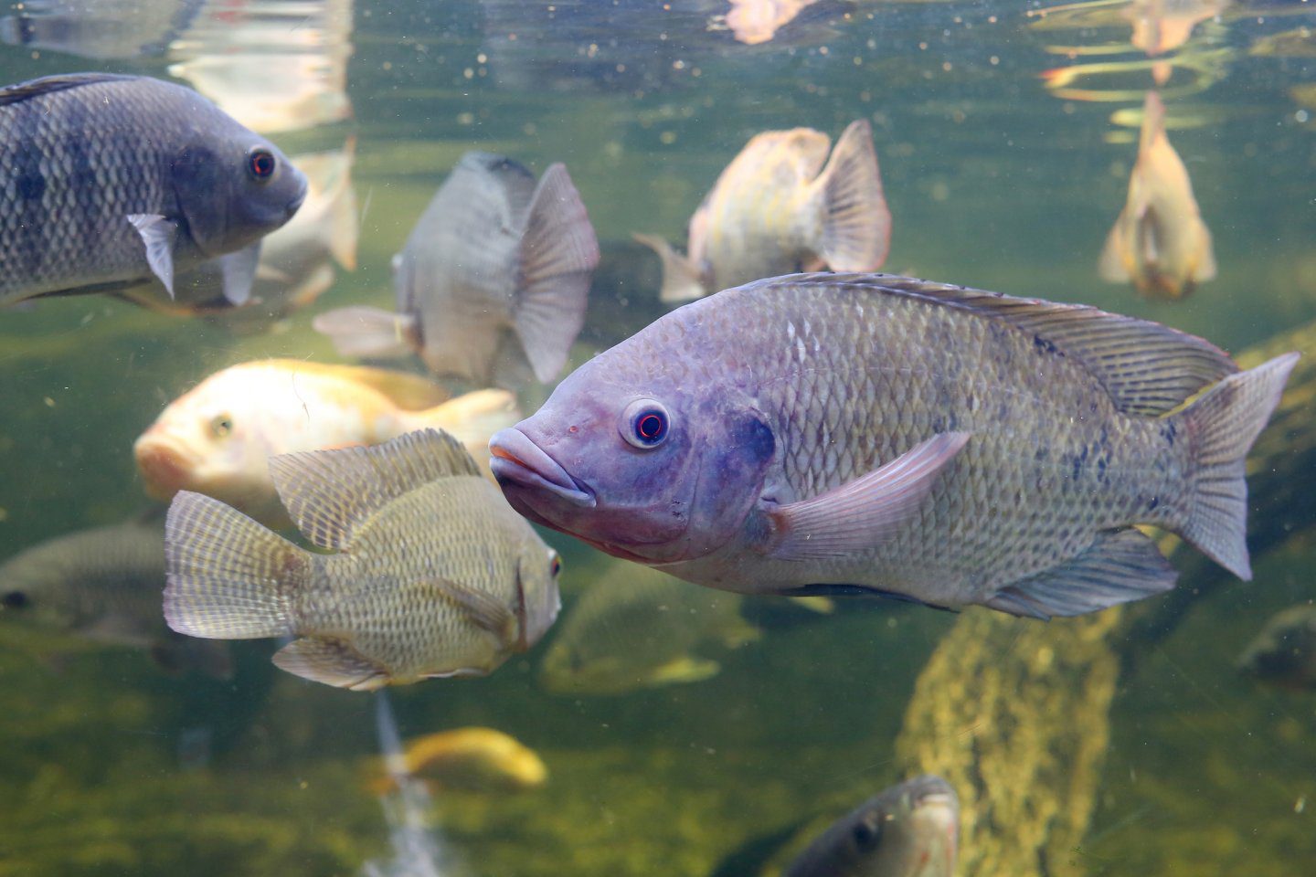 Inilah 4 Ciri-Ciri Ikan Tilapia Yang Wajib Kalian Kenali