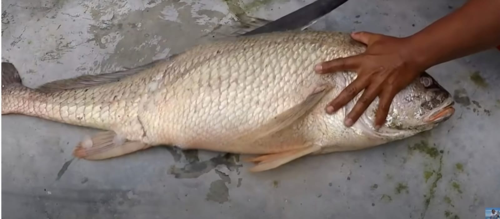 Inilah 4 Ciri-Ciri Ikan Tirus Yang Wajib Kalian Kenali