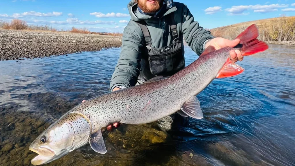 Insang Ikan