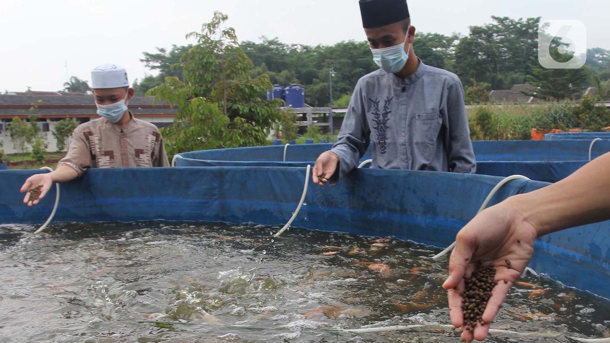 Inilah 5 Recomendasi Design Kolam Nila Yang Estetik