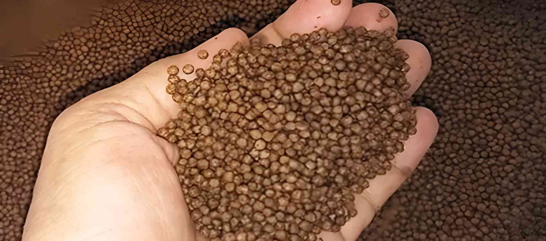 5 Recomendasi Pakan Ikan Lele Agar Cepat Menguntungkan