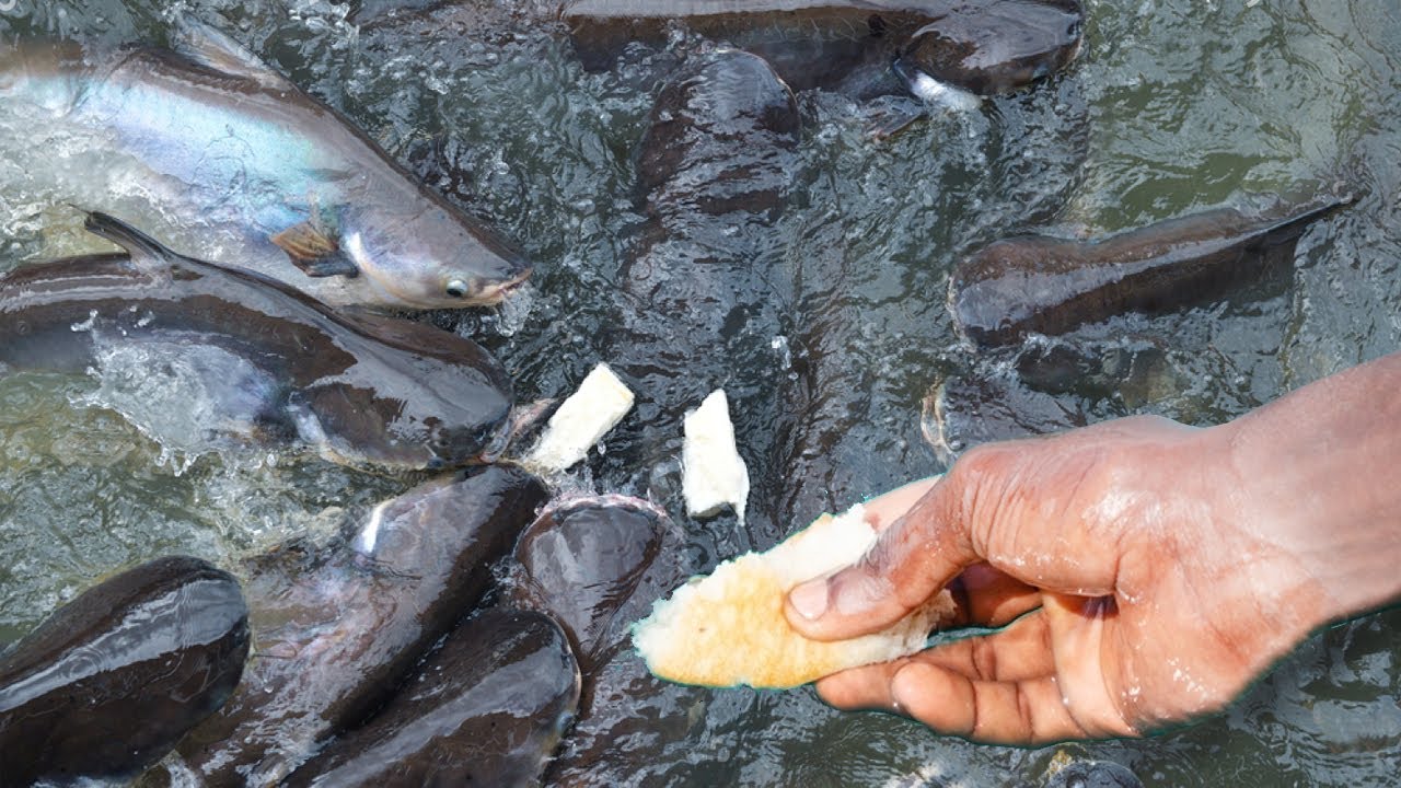 5 Pakan Ikan Patin Agar Cepat Besar Dan Menguntungkan