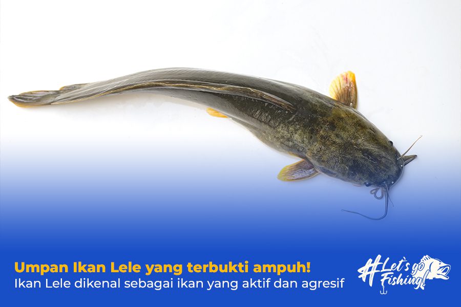 Umpan Ikan Lele yang terbukti ampuh!