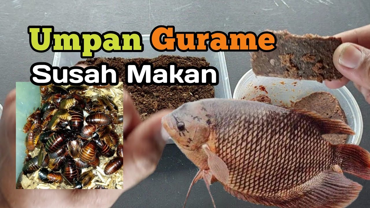 image.title Rahasia Umpan Jitu Gurame Dari Dapur Sendiri