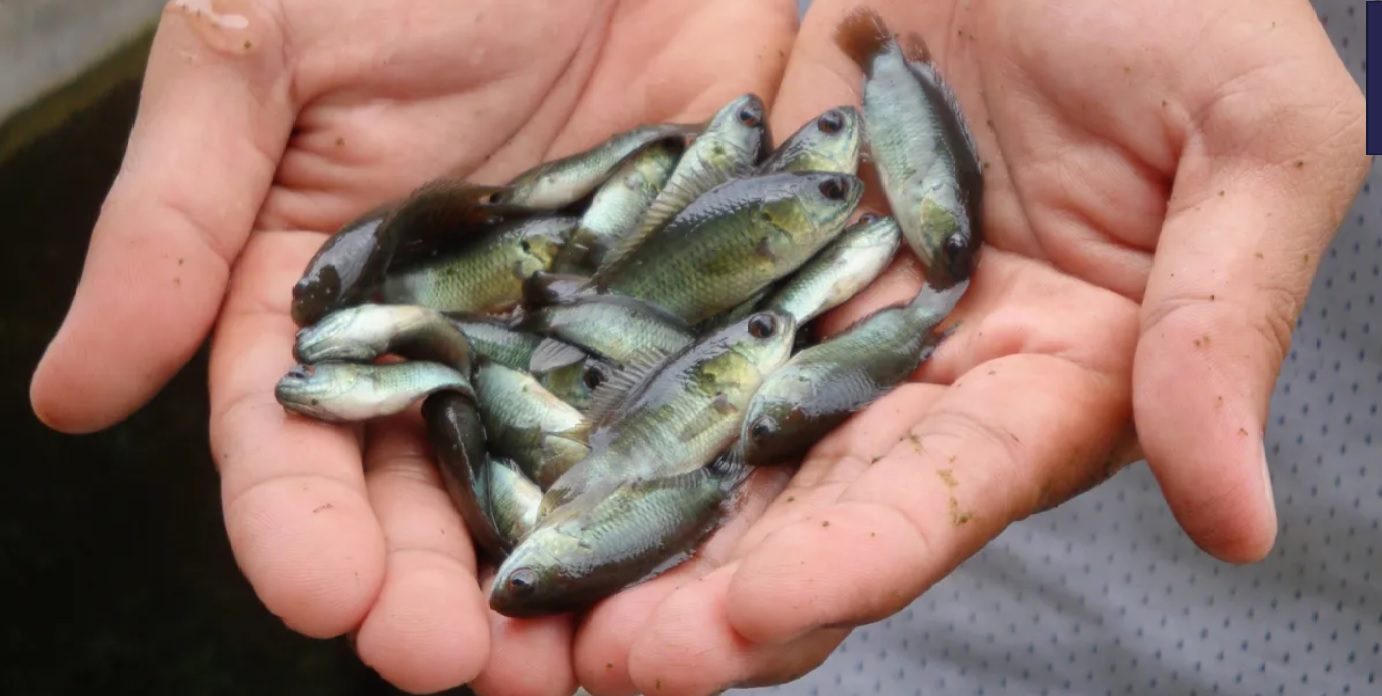 5 Teknik Cara Merawat Bibit Ikan Betok Agar Cepat Panen