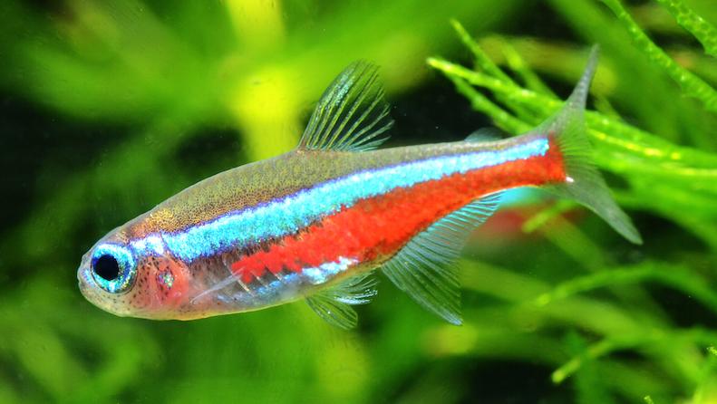 ikan aquascape