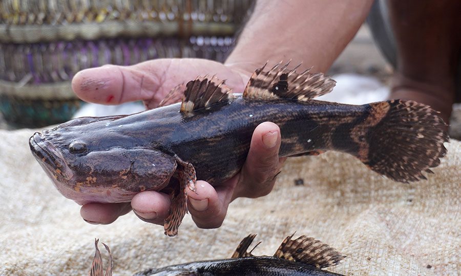ikan bloso