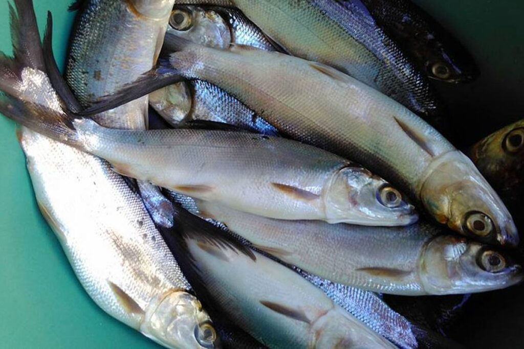ikan bolu