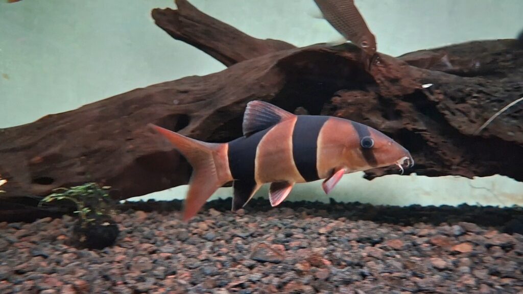 ikan botia