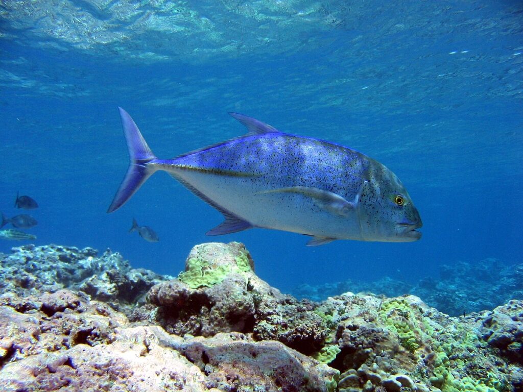 ikan bubara