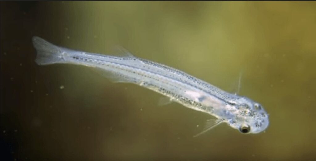 ikan candiru