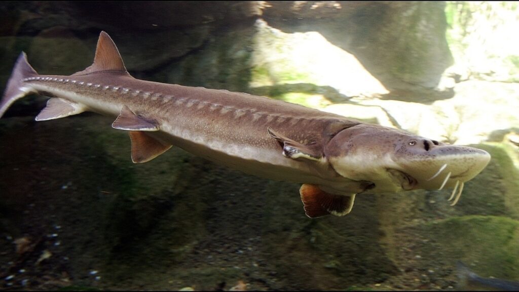 ikan caviar