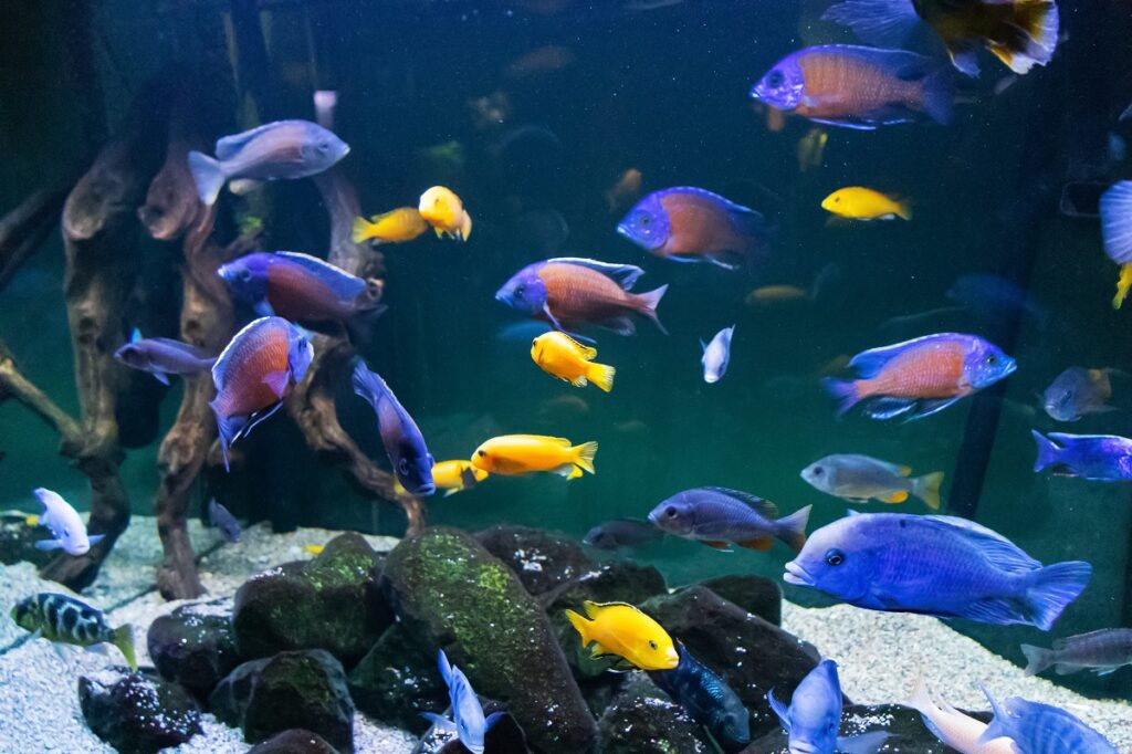 Ikan Cichlid