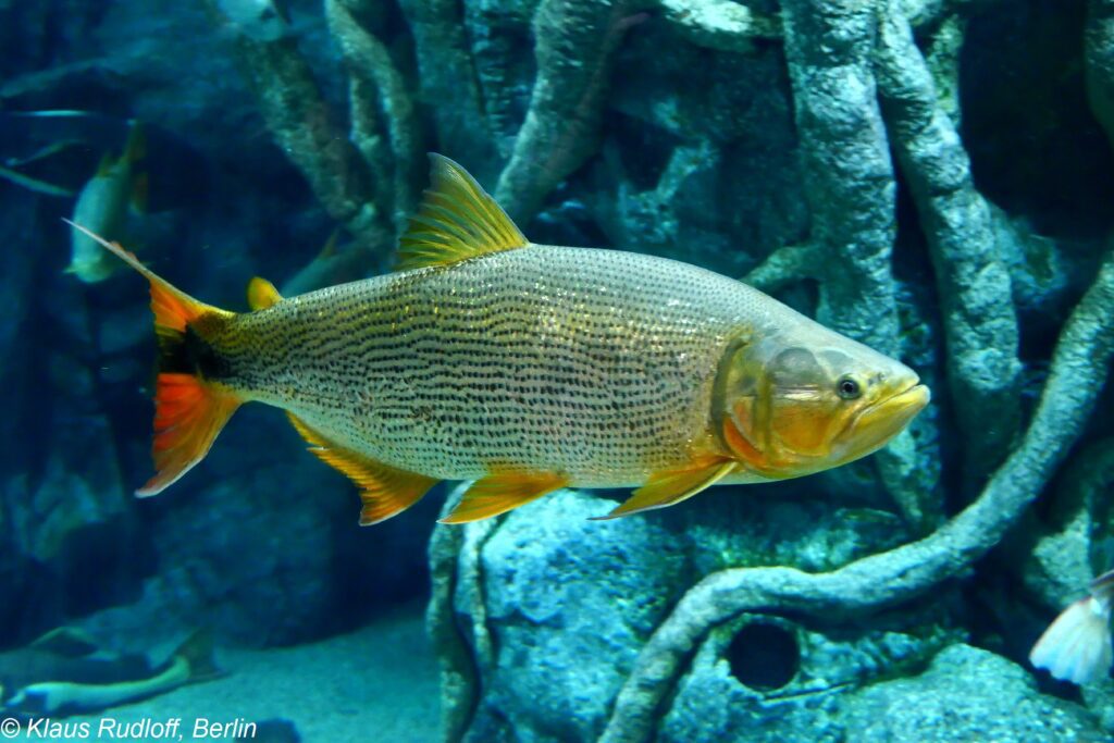 ikan dorado