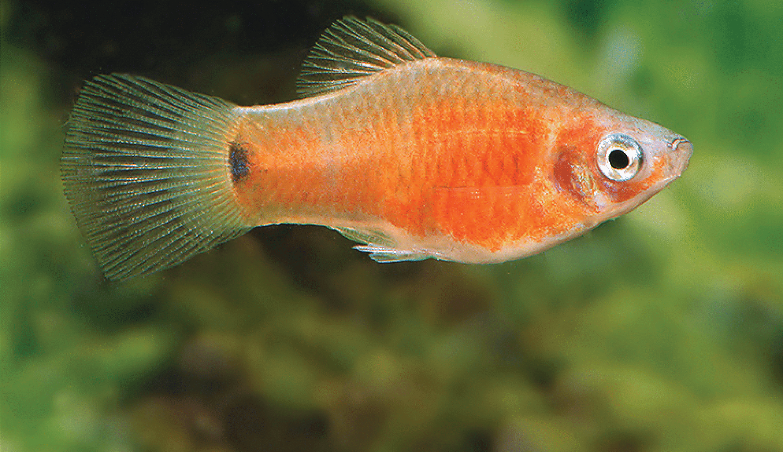 Inilah 4 Ciri-Ciri Ikan Flicker Yang Wajib Kalian Kenali