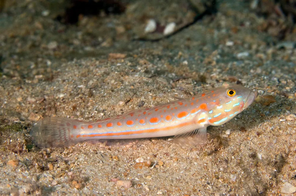 Ikan Gobi