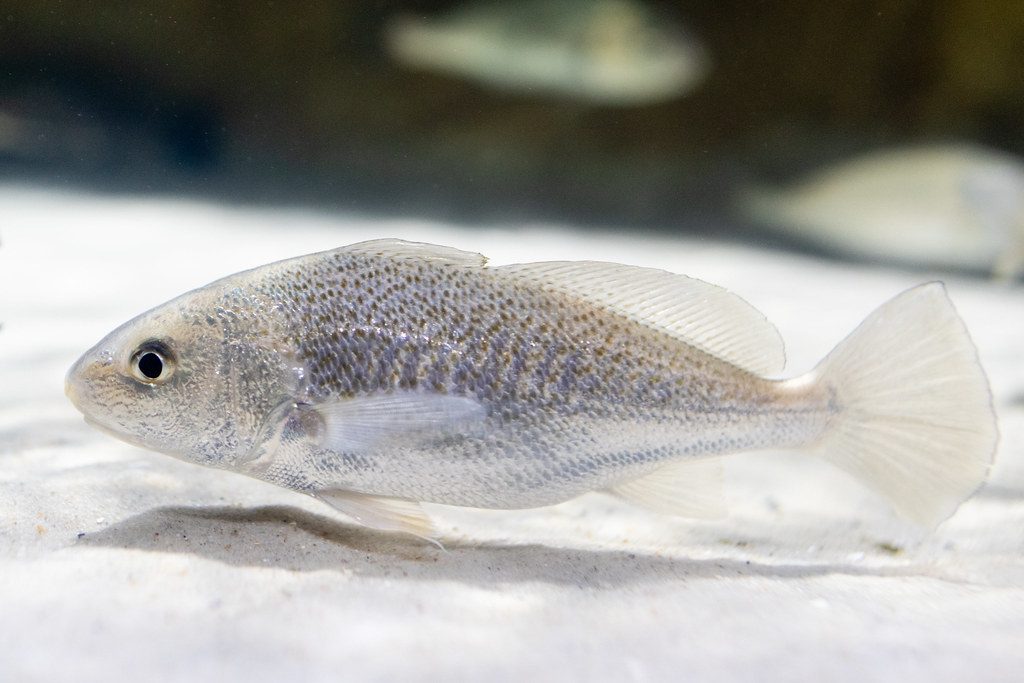 ikan gulama
