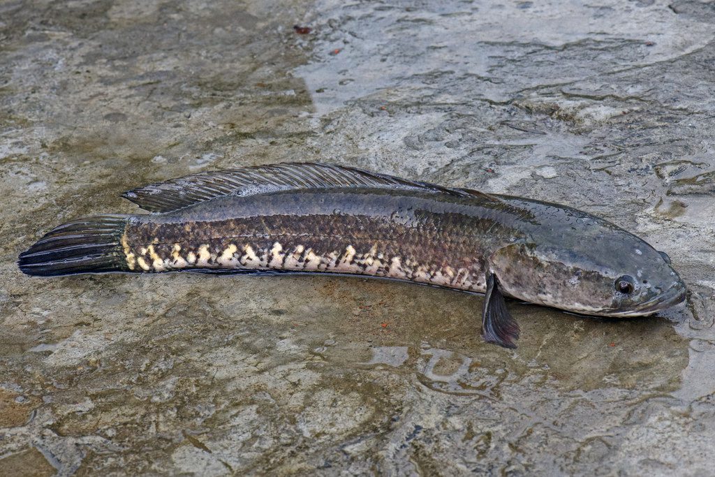 ikan haruan