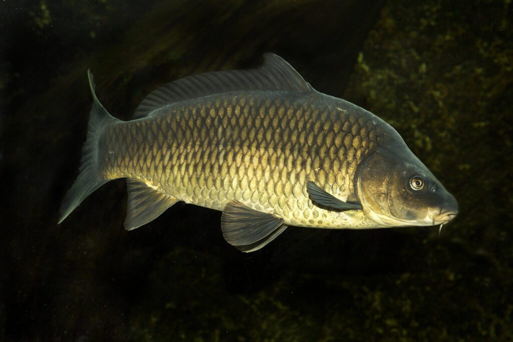 ikan karper