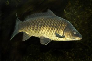 ikan karper