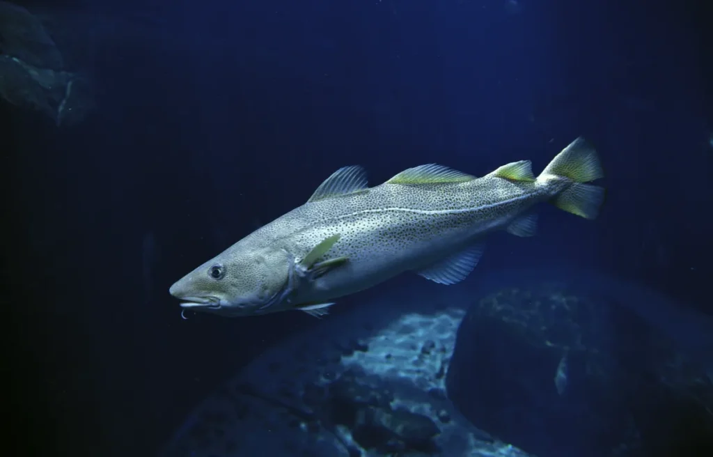 ikan kod