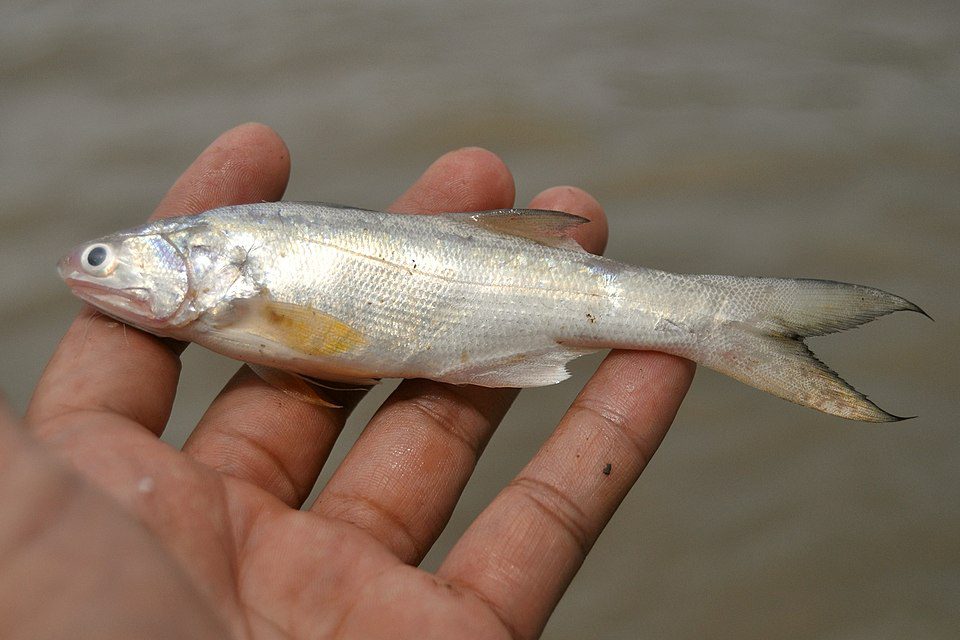ikan kuro