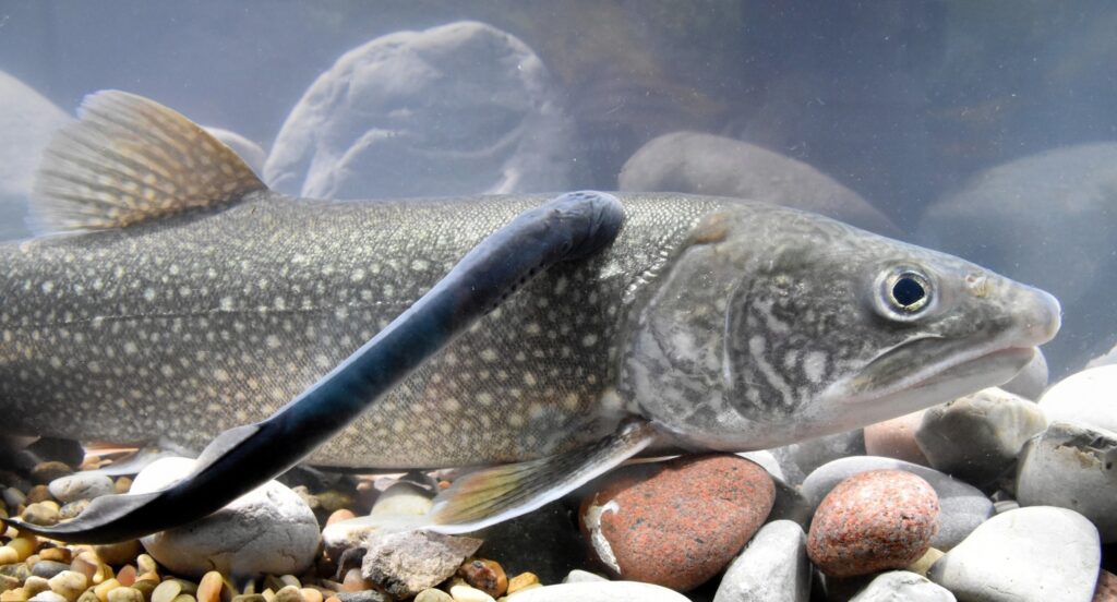 ikan lamprey