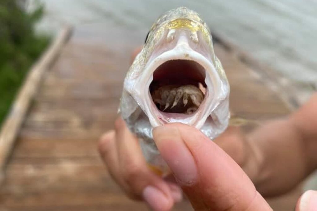 ikan lidah