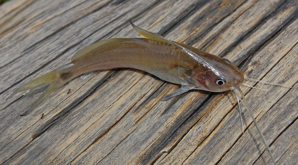 ikan lundu