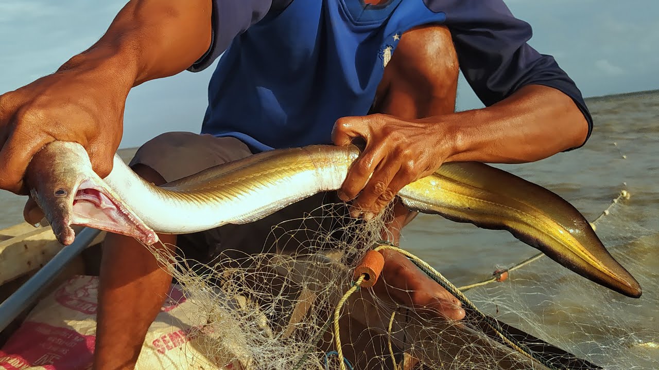 Mengenal 5 Ciri-Ciri Ikan Malong Yang Wajib Diketahui