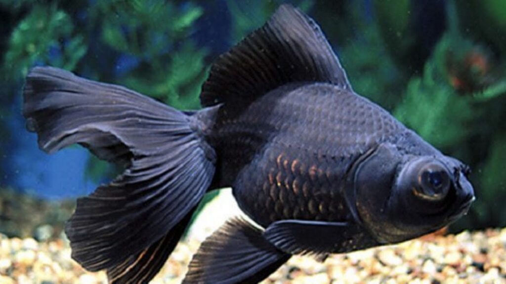 ikan panda
