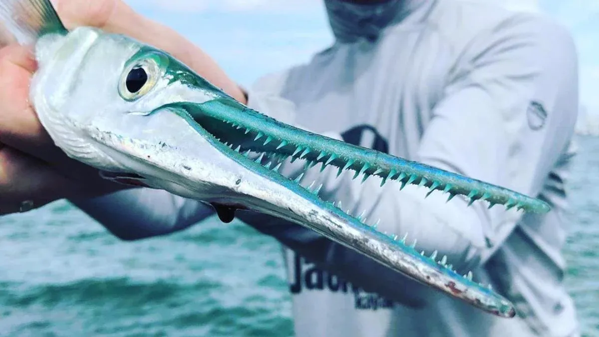 Mengenal 5 Ciri-Ciri Ikan Panjang Yang Wajib Diketahui