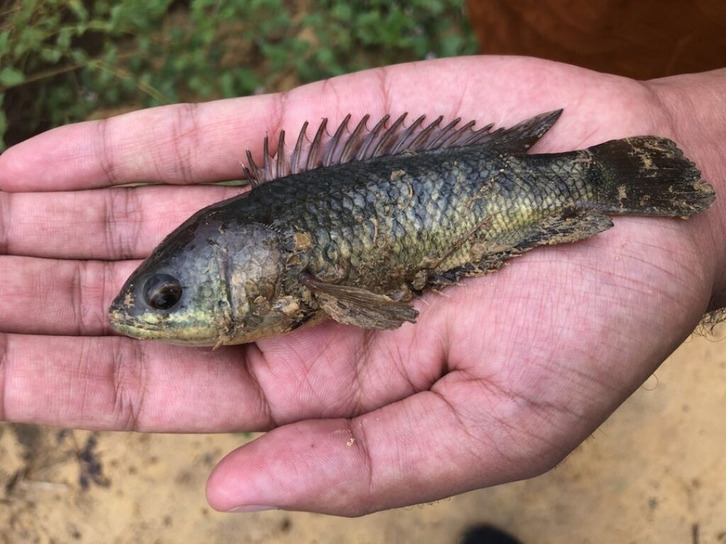 ikan papuyu