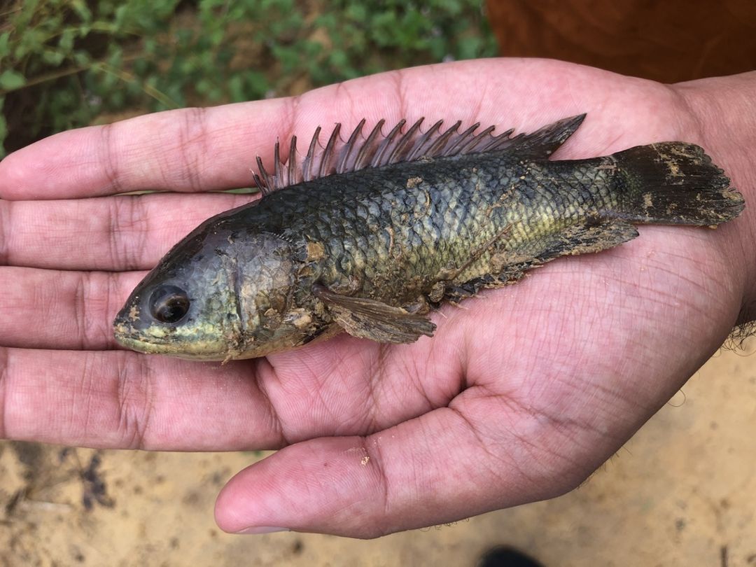 Mengenal 4 Jenis Ikan Papuyu Yang Wajib Dikenal